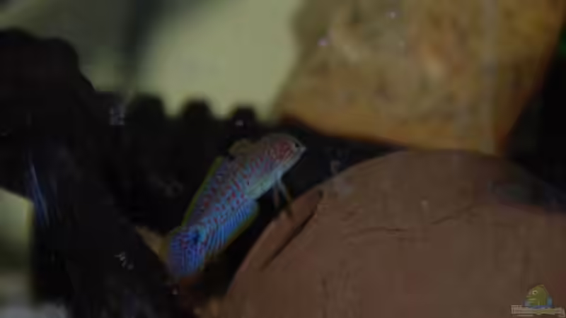 Die Pastellgrundel, Taterurndina ocellicauda