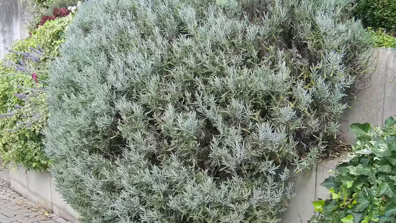 Die perfekte Abgrenzung: Welche Büsche und Hecken eignen sich für den Teichbereich im Garten?