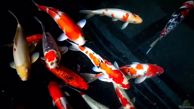 Die Pfändung von Aquarien und Luxusfischen: Aktuelle rechtliche Grenzen der Zwangsvollstreckung