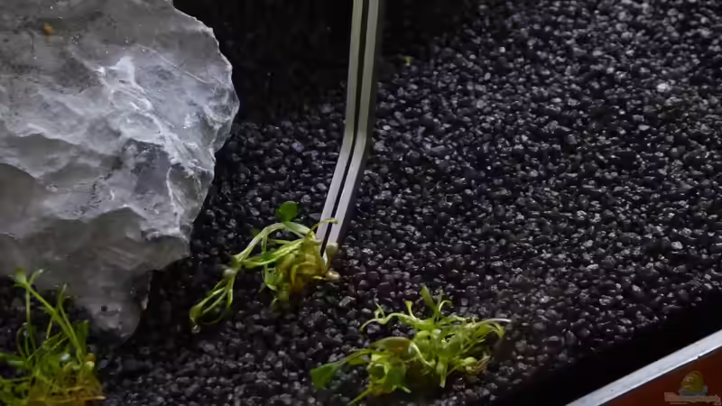 Die Pflänzchen mit einer Pinsette einstecken von AchimSaar (29)