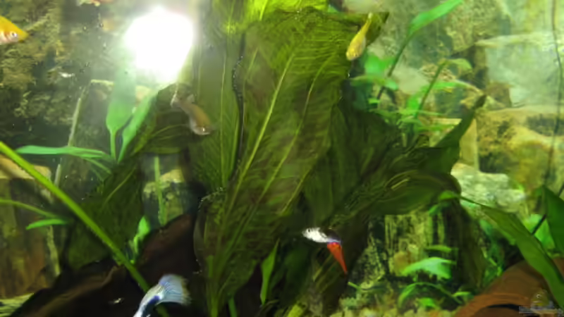 Die Pflanze hat sogar eine Blüte bekommen die ist so lang die kann garnicht wachsen bei mir im Aquarium. von Dennis Jaaks (6)