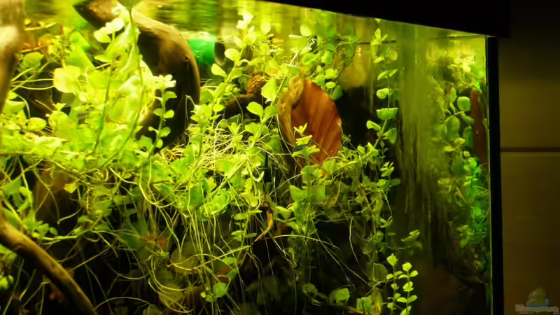 Die Pflanzen aus dem Garten wachsen gut im Becken von Cichlid Power (31)