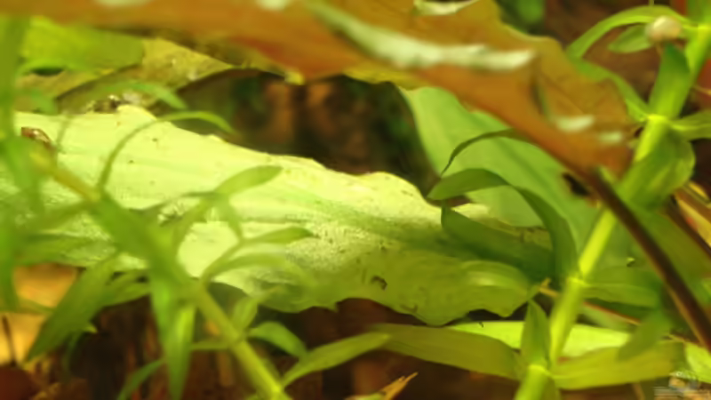 Die Pflanzen bieten Schutz von Aquilegia (7)