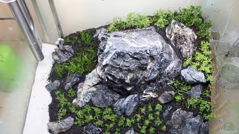 Die Pflanzen haben ihren Platz bekommen. von X-Rayminator (16)