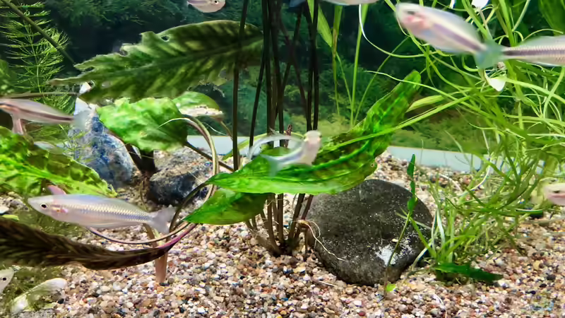 Die Pflanzen müssen erst noch wachsen im Melanotaenia mamahensis-Aquarium... von Helga Kury (3)