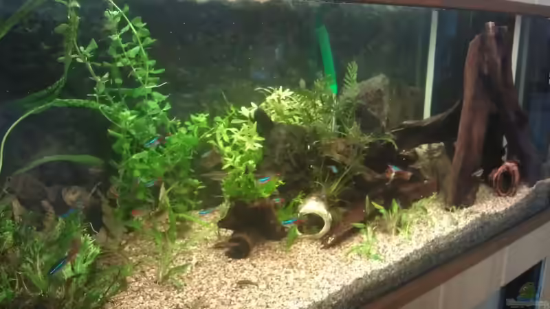 die Pflanzen müssen noch wachsen von Cristian (2)