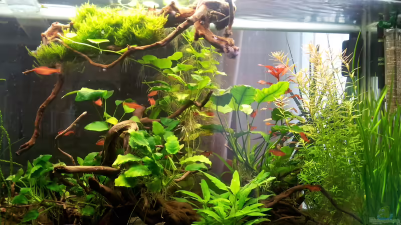 Die Pflanzen nach 6 Wochen von nola46 (3)