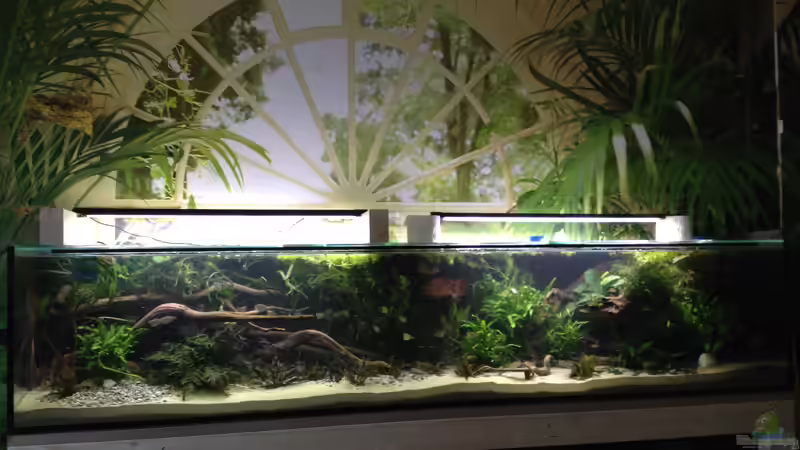 Die Pflanzen noch etwas wenig, aber hier sieht man schön die Wurzeln. von Botia (6)