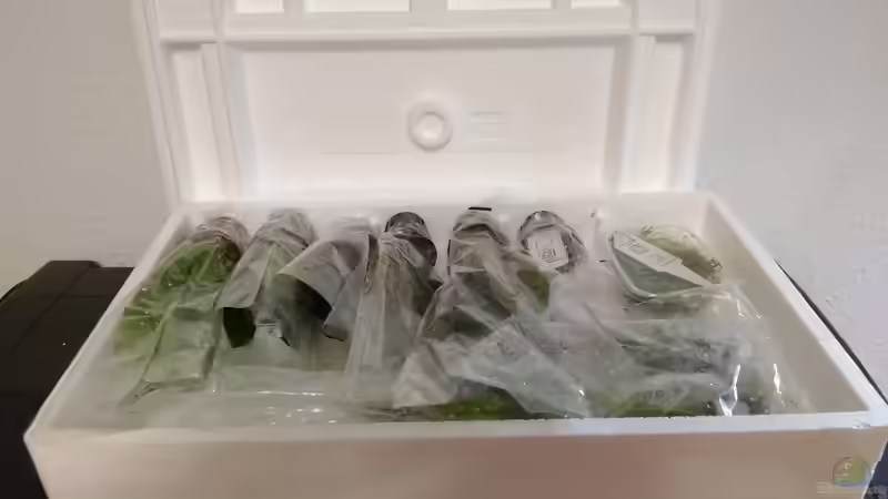 Die Pflanzen sind da! von Lily (17)