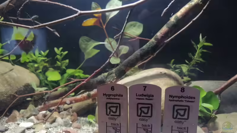 Die Pflanzen sind eingezogen 07.06.2019 von Tim Buktu (6)