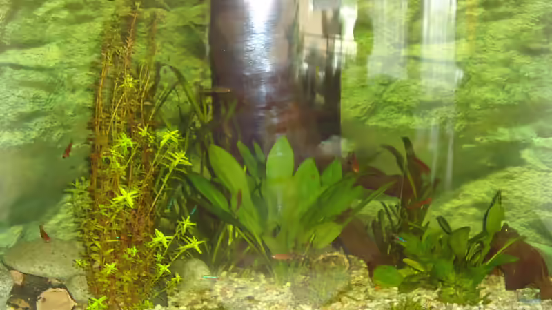 Die Pflanzen sind gut angewachsen und gedeihen super von atom010 (28)