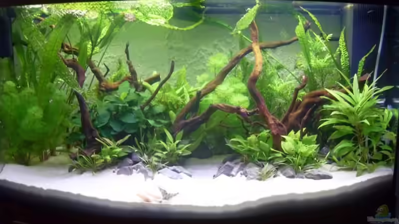 Die Pflanzen sind schon ein gutes Stück gewachsen ;) von crazy68 (12)