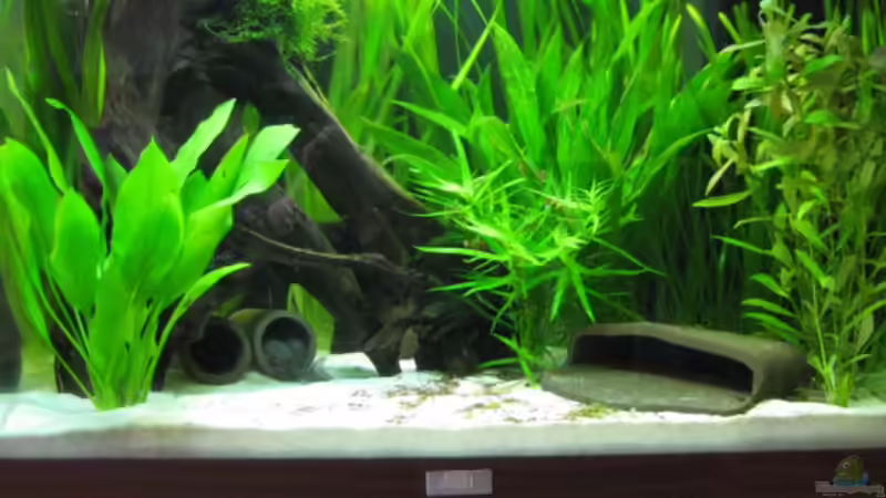 Die Pflanzen und Wurzel aus unserem 240L von Kiera&Hannes (2)