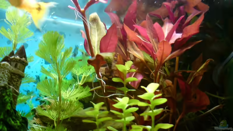 die Pflanzen von DaVeyD (17)