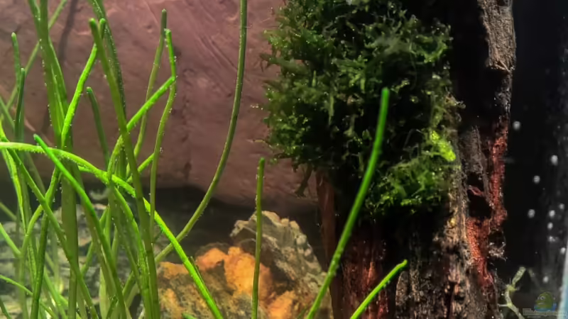 Die Pflanzen von Martin L. (5)