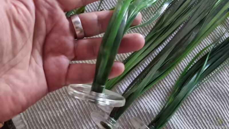 Die Pflanzen von Pangea Rocks von Florian Bandhauer (26)