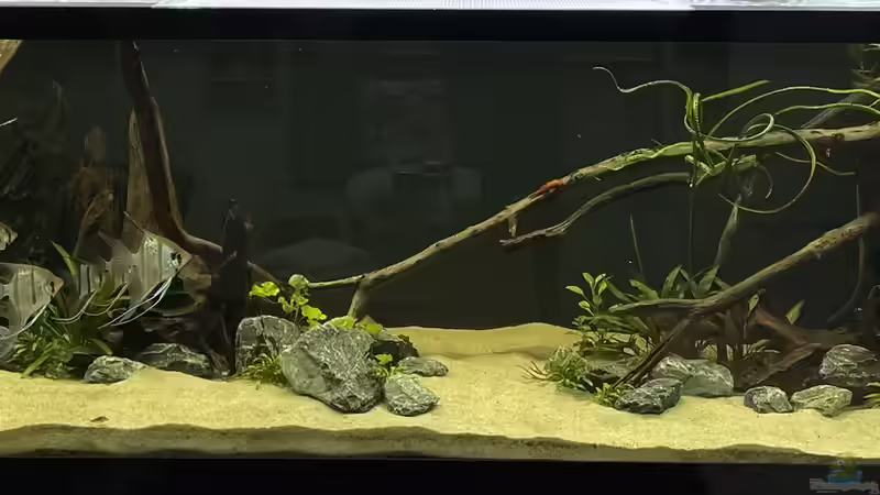 Die Pflanzen wachsen langsam los von Oliver Bartels (2)