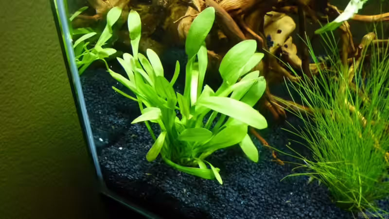 Die Pflanzen wachsen langsam von Josef Braun (12)