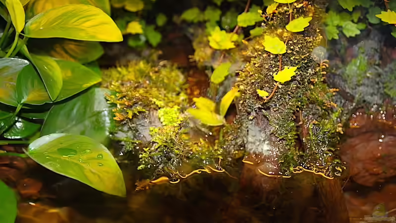 Die Pflanzen wachsen prächtig... von diveman (8)