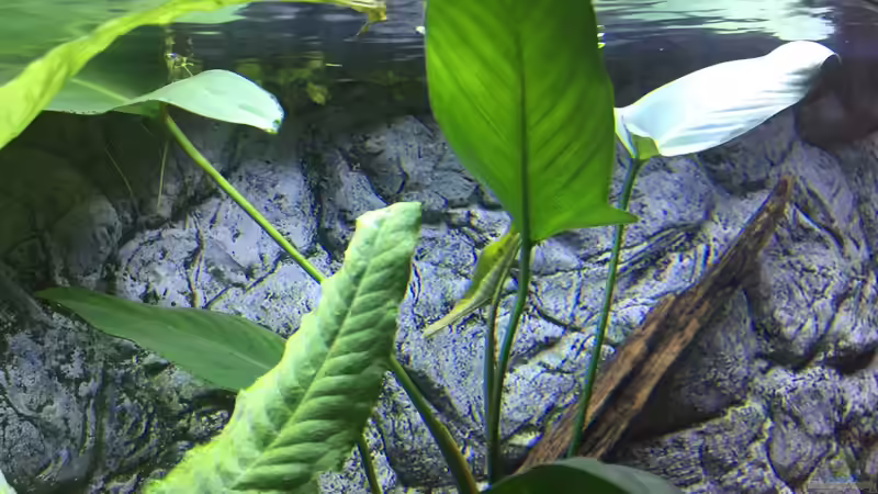 Die Pflanzen wachsen sehr gut trotz wenig Licht von Aqua-Jonas (4)