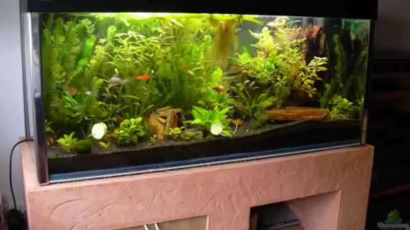 die Pflanzen wachsen sehr gut von Sado-Uwe (10)