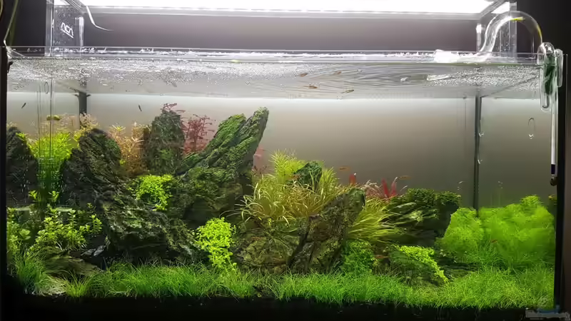 Die Pflanzen wachsen und gedeihen von YoshiMaus (4)