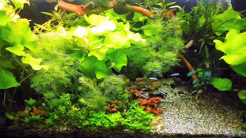 Die Pflanzen wachsen wie verrückt. Stand - 22.6 von odin 68 (106)