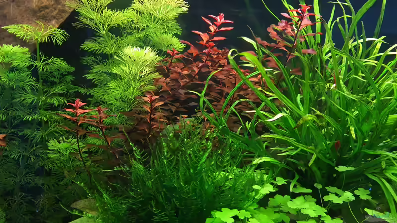 Die Pflanzen wachsen wie verrückt von franky2608 (5)