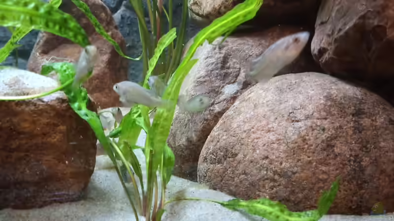 Die Pflanzen werden auch gerne als Unterstand benutzt. von MbunaTowers (3)