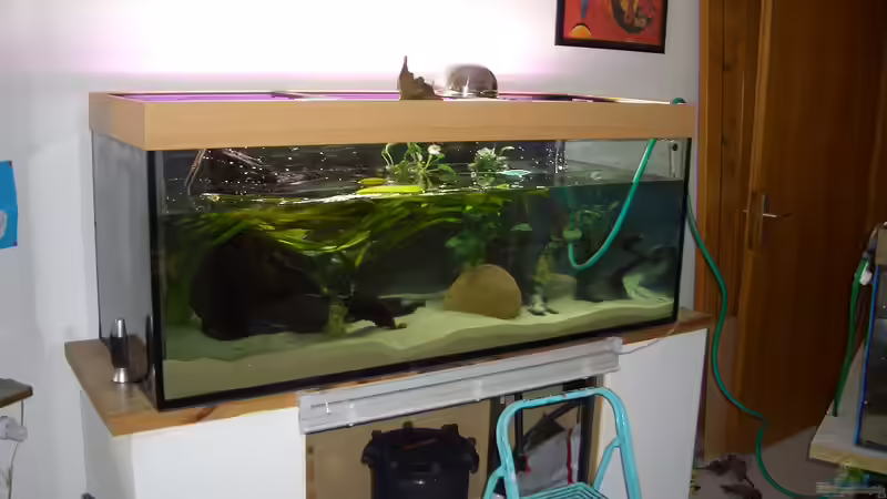 Die Pflanzen werden gepflanzt bzw. aufgebunden, Wasser kommt rein von Knorpelfisch (7)