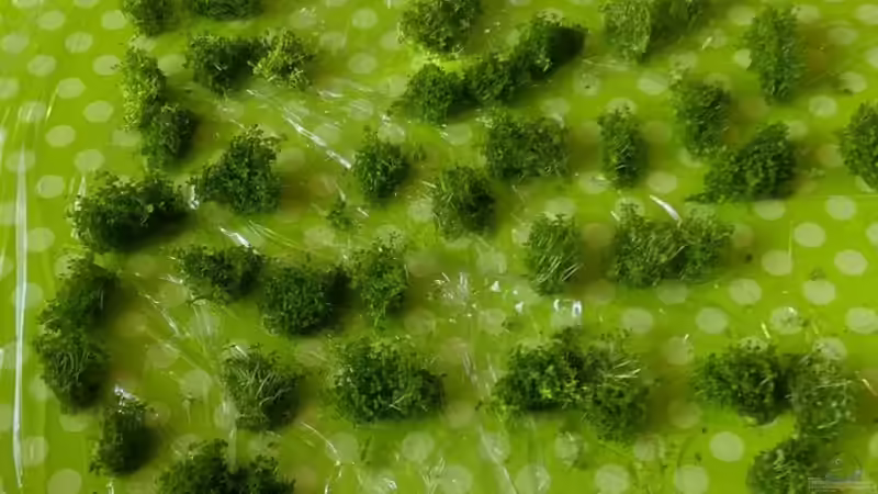 Die Pflanzen werden vorbereitet von Scaper (5)