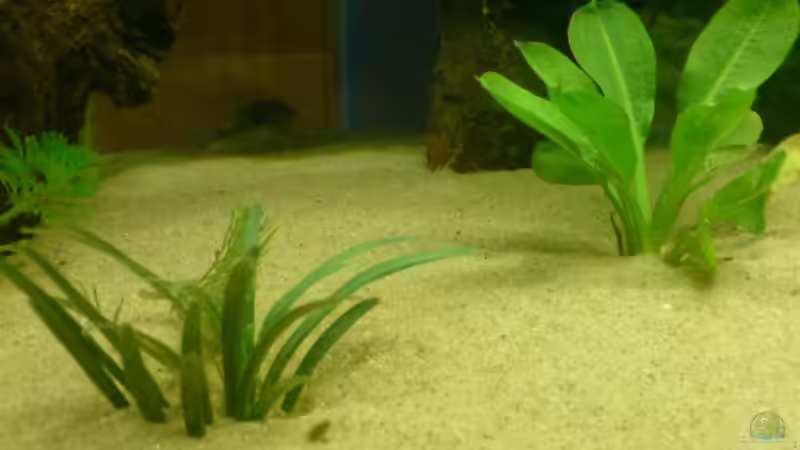 die pflanzen xD vlt könnt ihr mir sagen was das is von Fabbby (6)