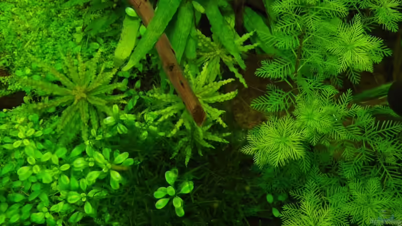 Die Pflanzenpracht von oben von Achim (5)