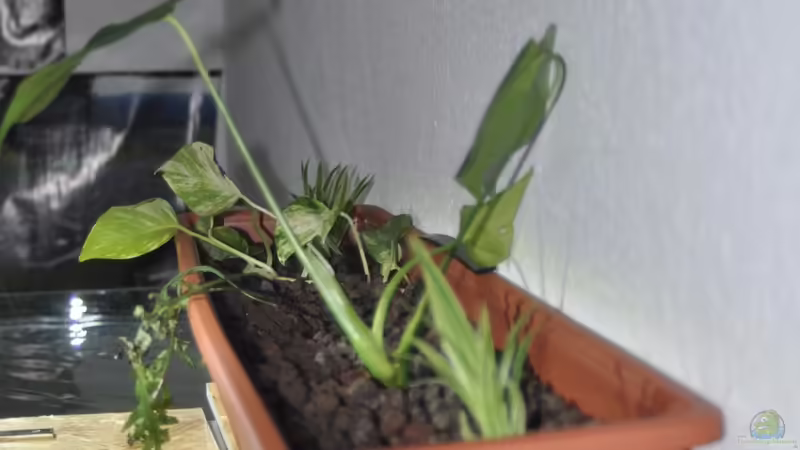 Die Pflanzschale - muss nur noch einwachsen von Leonard Georg (4)