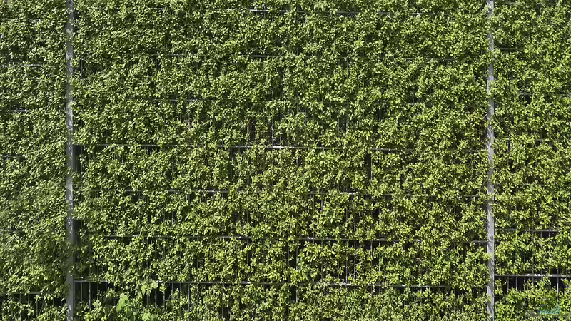 Die Pflege von Liguster: Der richtige Schnitt