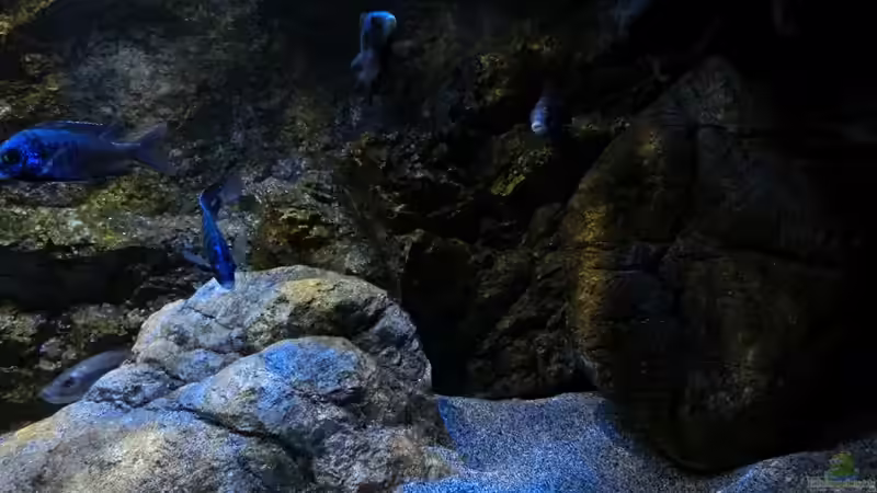 Die phenochilus Mdoka im Sonnenuntergang von marxbre (12)