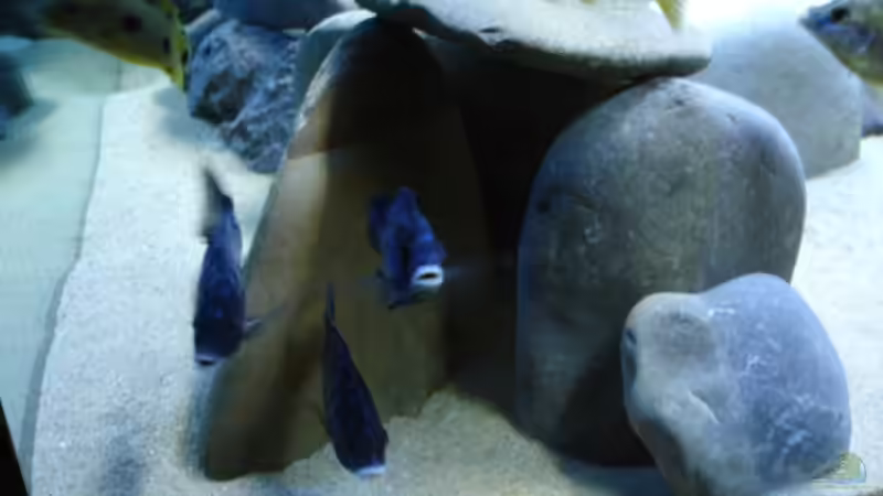 die Phenochilus vor der Höhle von Renè Rupf (16)