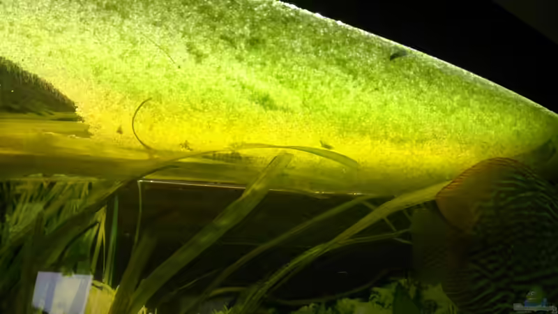 Die Plage! Weiß garnicht wie die ins Becken gekommen sind von Stefan (10)