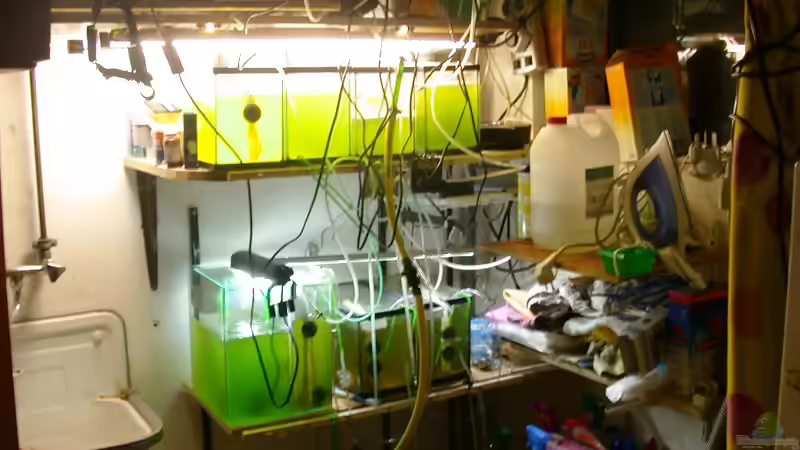 Die Plankton-Ranch im Keller (Algen oben, Flöhe unten) von Bacalhau (11)