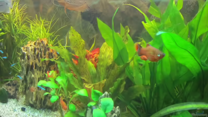 Die Platys waren zu unruhig für die Mitbewohner von Mofafi-Liebhaber (35)