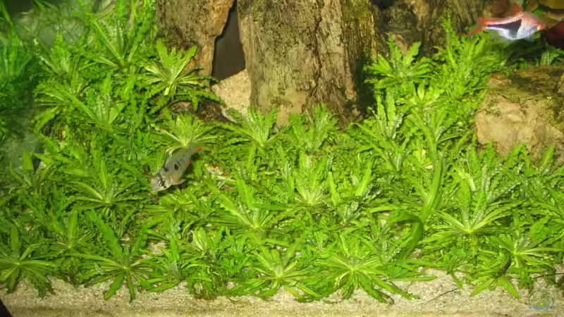 Die Pogostemon helferi hat sich etwas ausgebreitet. von Sebastian Seiler (7)