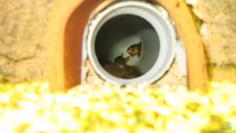 Die Prachtschmerlen in ihrem liebsten Versteck von Lars Mielke (6)