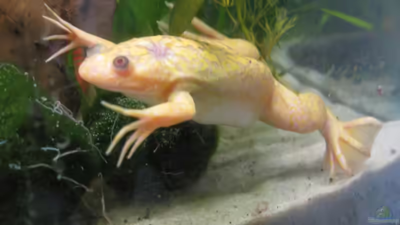 Die Prinzessin ist 2011 geboren. von Jenny (30)