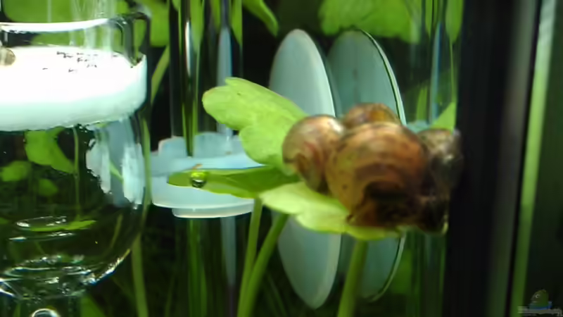 Einrichtungsbeispiele für Aquarien mit Produkten von JBL