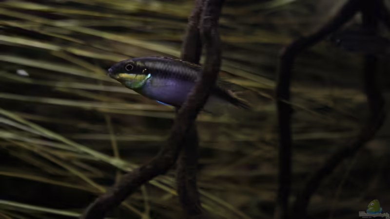 Die Pulcher Dame ! von Florian Bandhauer (69)