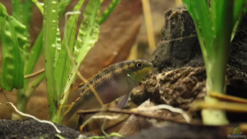 Die Pulcher Dame des Hauses von Florian Bandhauer (76)