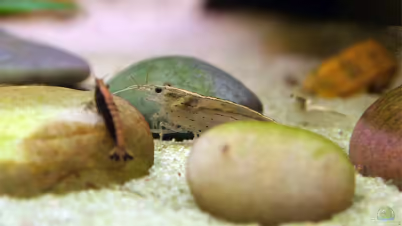 Aquarien mit Macrobrachium lanchesteri (Glasgarnele)