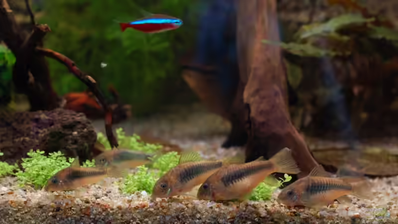 Die Putzkollone von Voyagerz (21)