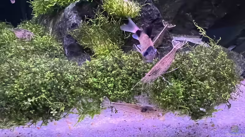 Die Putzkolonne  von Dietmar Keßl (28)