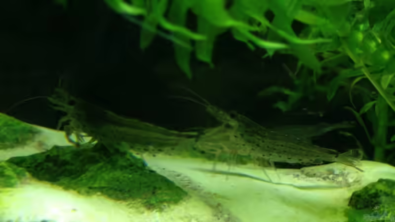 Die Putzkolonne von Johnny Martini (11)